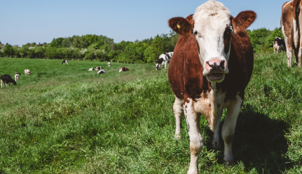 Cows grazing in a meadow